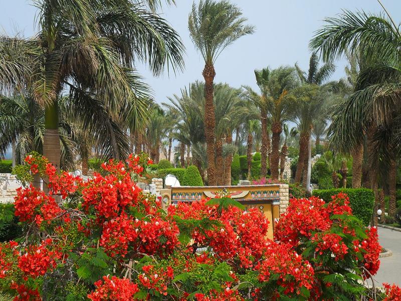 Jasmine Village ฮูร์กาดา ภายนอก รูปภาพ